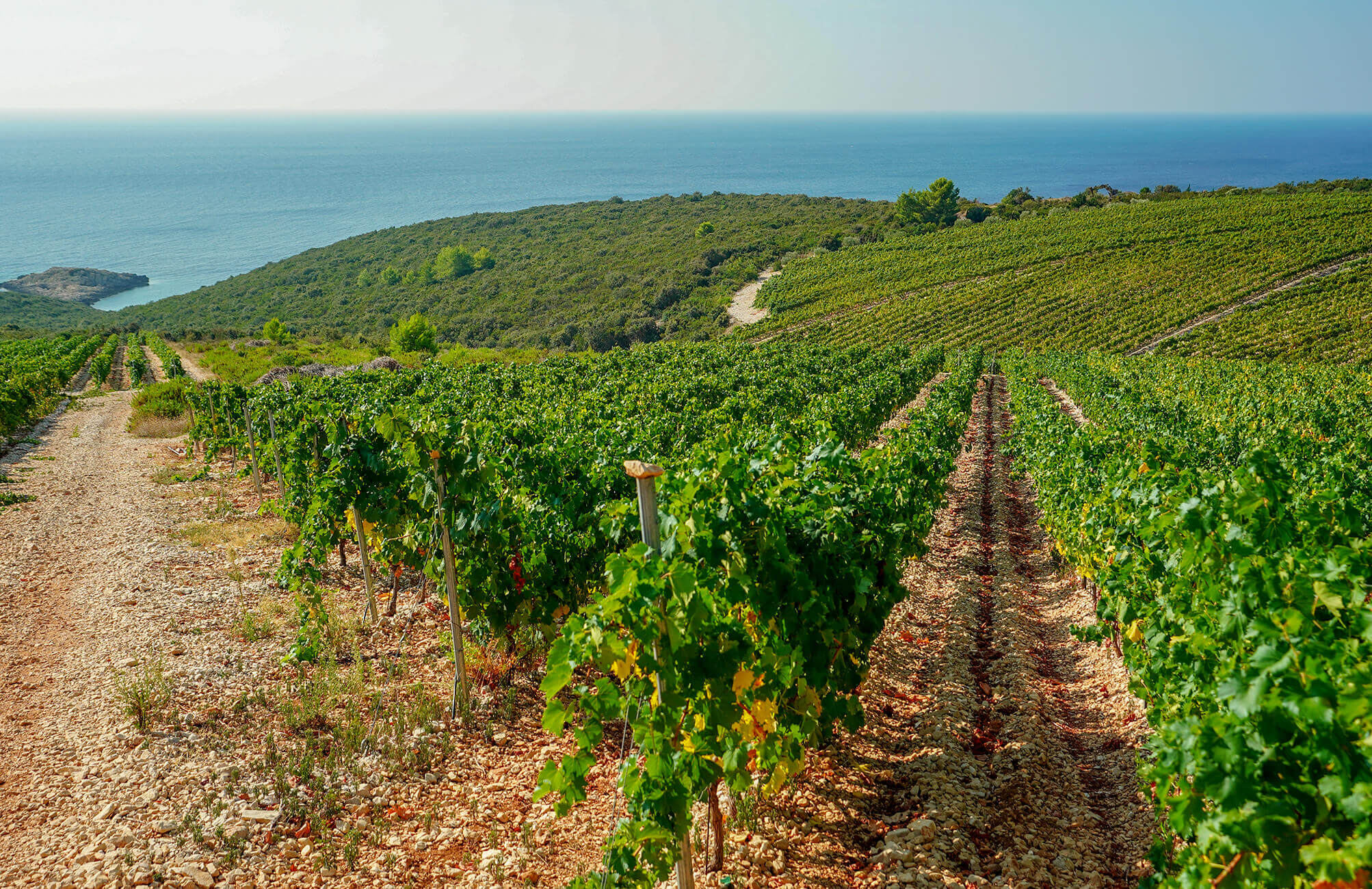 Lumbarda vinogradi