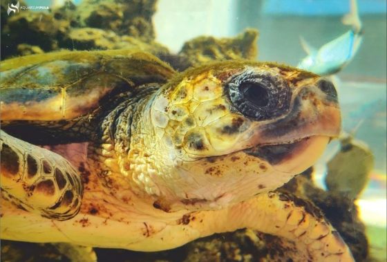 Povratak morskih kornjača u prirodu