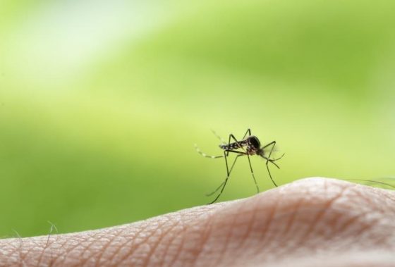 Izvođenje adulticidne dezinsekcije komaraca na području Općine Lumbarda